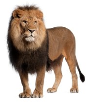 lion