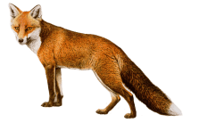Renard