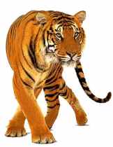 tigres